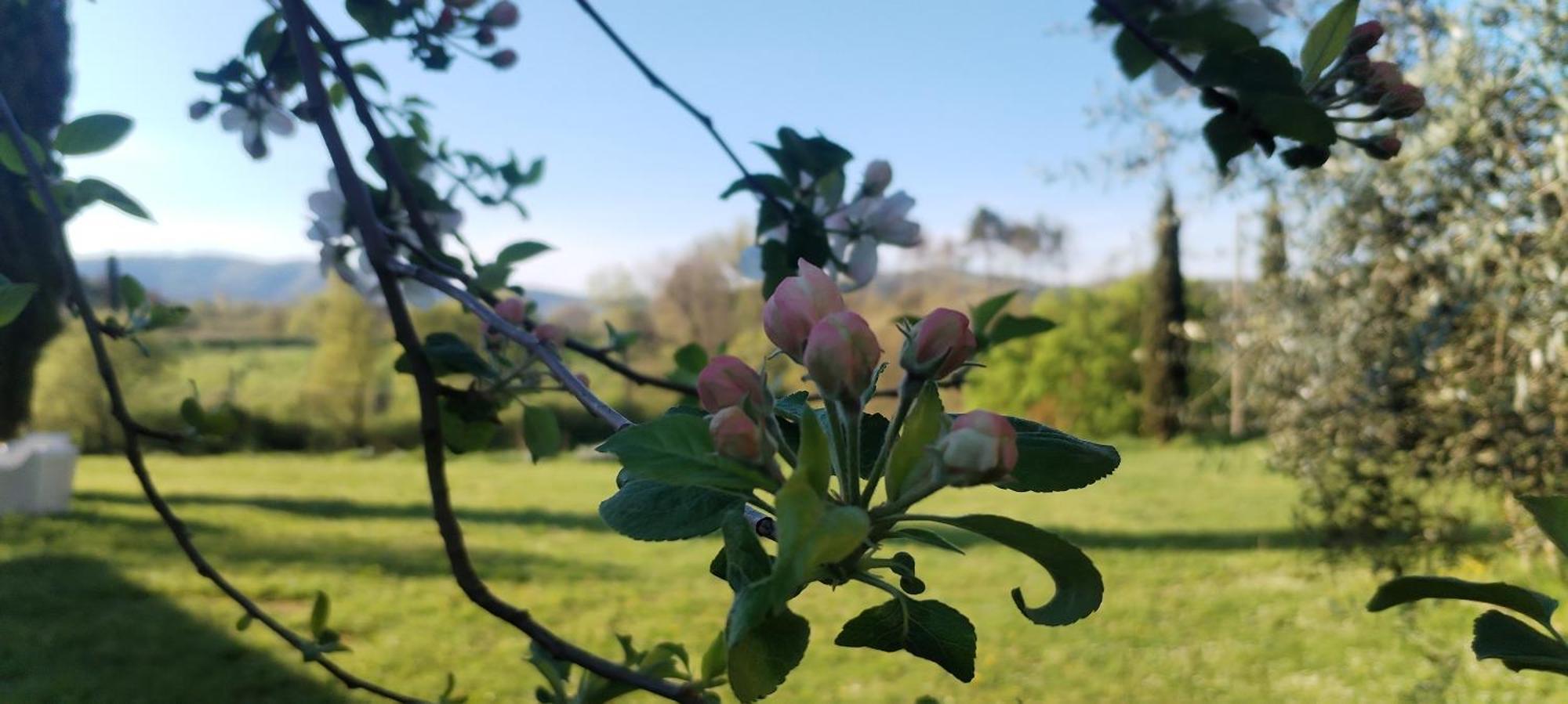I Salici Agriturismo Badia Agnano Kültér fotó