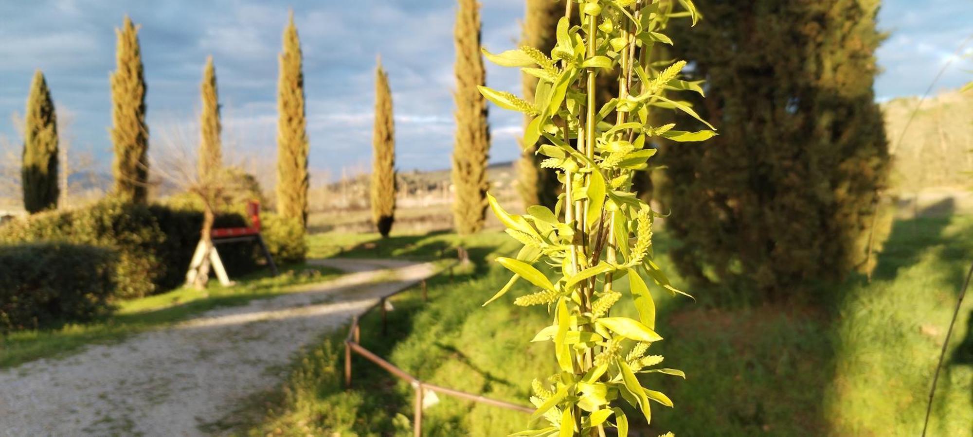 I Salici Agriturismo Badia Agnano Kültér fotó